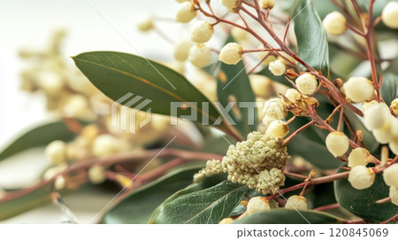 Beautiful Christmas greenery with white blossoms 120845069