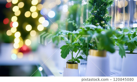Vibrant plants and lights for Christmas 120845080