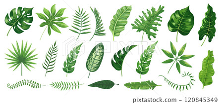 Tropical leaves with various shapes and textures including monstera, palm and banana foliage. Ideal for home decor, eco friendly designs and tropical leaf themed projects. Vector illustration Tropical leaves with various shapes and textures including monstera, palm and banana foliage. Ideal for home decor, eco friendly designs and tropical leaf themed projects. Vector illustration 120845349