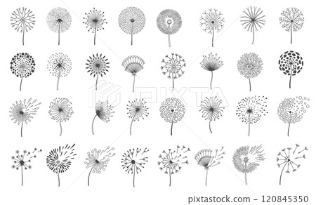 Dandelion silhouettes in black and white with various delicate patterns of seeds and dandelion flowers fluttering in wind. Suitable for decor, art prints and creative projects. Vector illustration 120845350