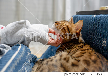 cat petted by owner 120845396