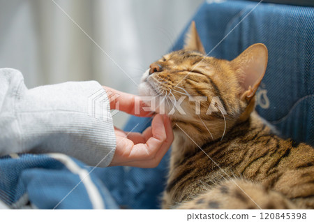 被主人撫摸過的貓 120845398