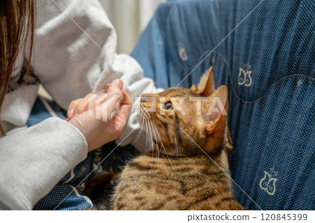 被主人撫摸過的貓 120845399