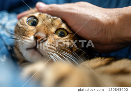 cat petted by owner cat petted by owner 120845400