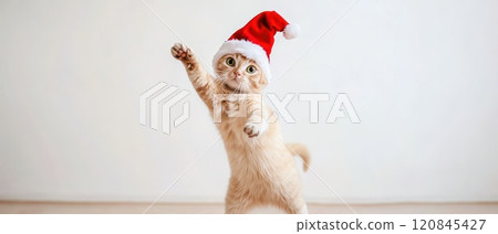 Cat wearing Christmas hat celebrating the holiday Cat wearing Christmas hat celebrating the holiday 120845427