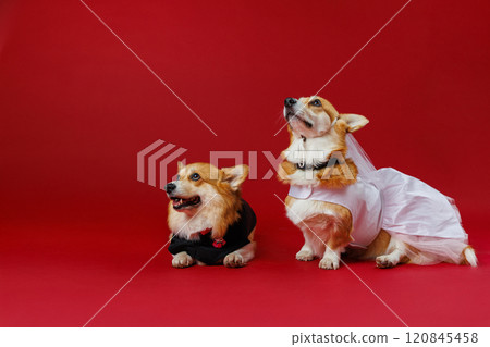 Winking corgi groom and blushing bride in wedding outfits, spreading smiles and wedding vibes 120845458