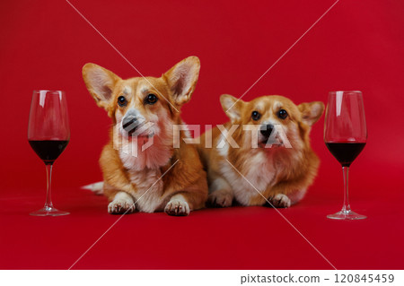 Relaxing corgis enjoying fine wine together, celebrating friendship in a chic red-themed photo shoot 120845459