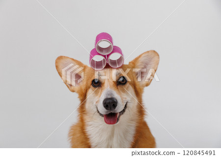 Stylish corgi with pink hair rollers, showcasing a playful pet grooming moment in a studio setting Stylish corgi with pink hair rollers, showcasing a playful pet grooming moment in a studio setting 120845491