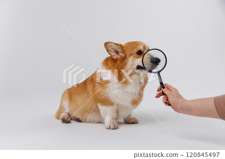 Corgi dog with a magnifying glass exploring and examining, curious expression on face 120845497