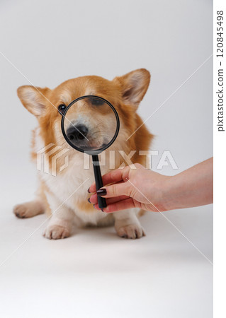 Corgi dog with a magnifying glass exploring and examining, curious expression on face 120845498