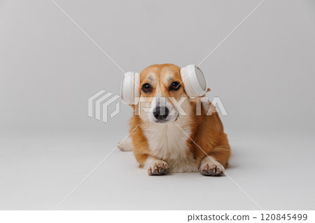 Stylish corgi in headphones enjoying tunes, a perfect blend of tech and cuteness Stylish corgi in headphones enjoying tunes, a perfect blend of tech and cuteness 120845499