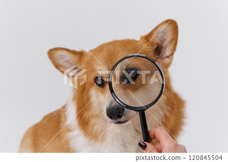 Corgi dog with a magnifying glass exploring and examining, curious expression on face 120845504
