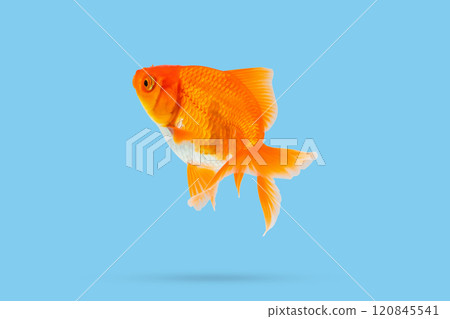 Oranda goldfish isolated on blue background Oranda goldfish isolated on blue background 120845541