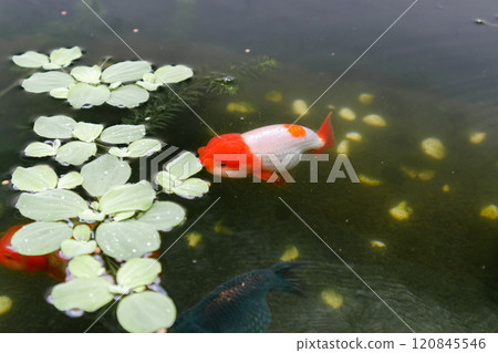 Goldfish in aquarium fish pond close up 120845546