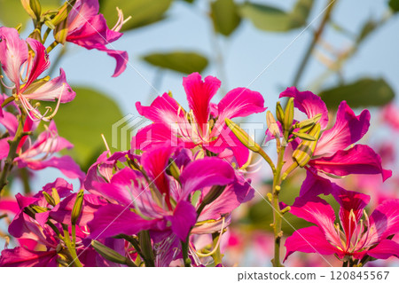 Pink Bauhinia flower blooming on tree close up Pink Bauhinia flower blooming on tree close up 120845567