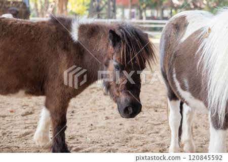 Cute little pony in the animal farm 120845592