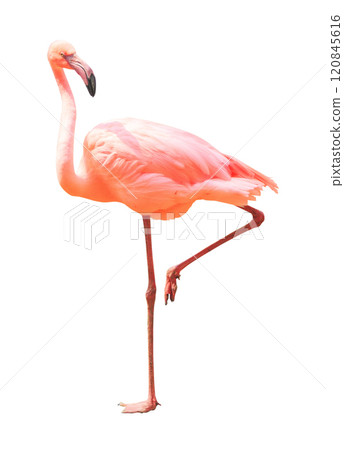 Beautiful flamingo bird stand on one leg isolated on white background 120845616
