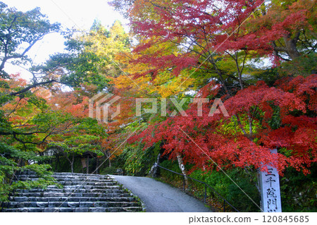 Autumn at Sanzen-in Temple, the approach, the gate, and the Hibiki-no-michi (Sakyo Ward, Kyoto) Autumn at Sanzen-in Temple, the approach, the gate, and the Hibiki-no-michi (Sakyo Ward, Kyoto) 120845685