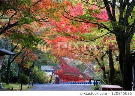 秋天的大原三千院、寺廟的參道、門跡、響之道（京都府左京區） 120845686