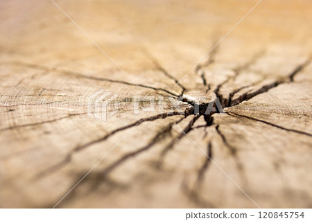 old tree stump wooden texture background close up 120845754