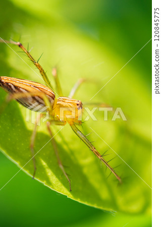 Spider is on green leaf in the garden Spider is on green leaf in the garden 120845775