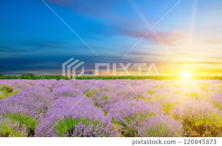 Field with blooming lavender and bright sunrise. Field with blooming lavender and bright sunrise. 120845873