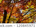 秋天的落葉 120845971