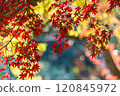 秋天的落葉 120845972