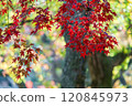 秋天的落葉 120845973