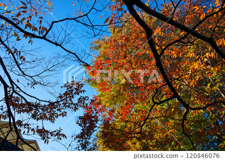 Autumn leaves of Lagerstroemia indicum, Crape myrtle, Zelkova, etc. in Ueno Park 120846076