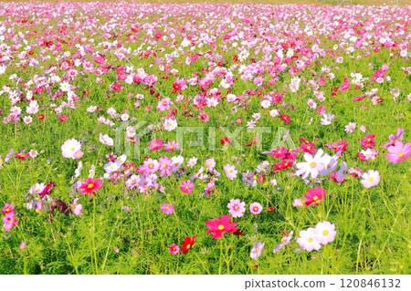 Cosmos Field/Kokaigawa Park 120846132