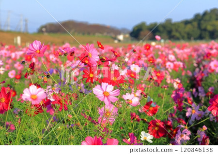 Cosmos Field/Kokaigawa Park Cosmos Field/Kokaigawa Park 120846138