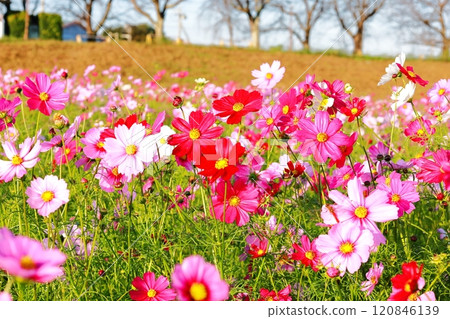 Cosmos Field/Kokaigawa Park Cosmos Field/Kokaigawa Park 120846139