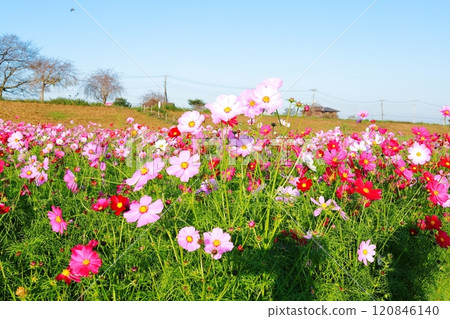 Cosmos Field/Kokaigawa Park 120846140