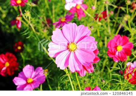 波斯菊田/小海川交流公園 波斯菊田/小海川交流公園 120846145