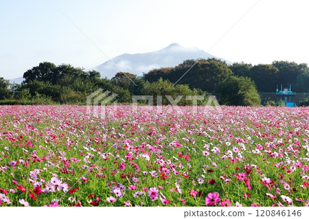 大波斯菊田和筑波山/小海川交流公園 120846146