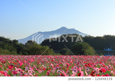 Mount Tsukuba and cosmos fields / Kokaigawa Park 120846159