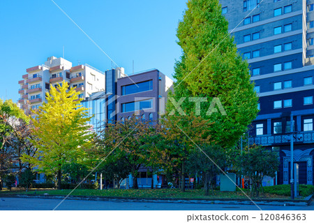 上野銀杏樹黃葉及週邊景觀秋葉 上野銀杏樹黃葉及週邊景觀秋葉 120846363