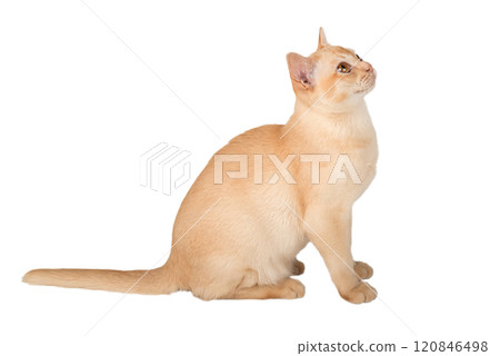 Adorable cream kitten of Burmese breed on transparent background. 120846498
