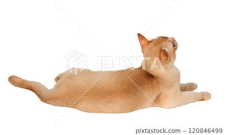 Adorable cream kitten of Burmese breed on transparent background. Adorable cream kitten of Burmese breed on transparent background. 120846499