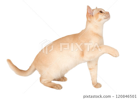 Adorable cream kitten of Burmese breed on transparent background. Adorable cream kitten of Burmese breed on transparent background. 120846501