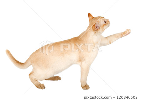 Adorable cream kitten of Burmese breed on transparent background. 120846502