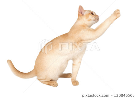 Adorable cream kitten of Burmese breed on transparent background. Adorable cream kitten of Burmese breed on transparent background. 120846503