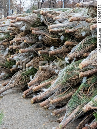 Lots of natural Christmas trees at the Christmas tree market. Preparing for Christmas 120846511