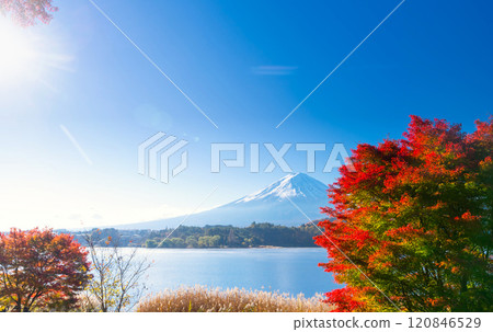 和秋天的落葉/河口湖秋天 2024 120846529