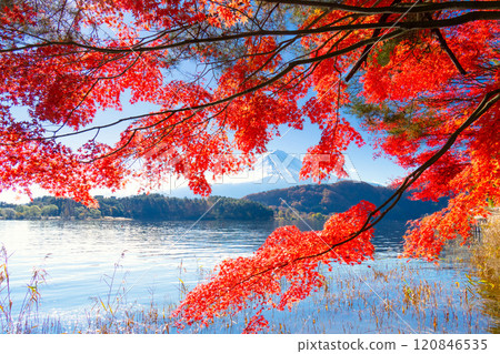 Autumn leaves and Lake Kawaguchi fall 2024 120846535
