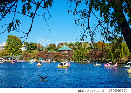 上野不忍池的休閒船隻與弁天堂 120846571