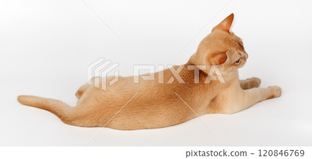 Adorable cream kitten of Burmese breed on studio background. 120846769