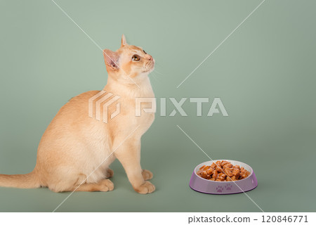 Burmese cat and bowl of food on green background. 120846771