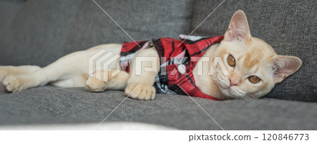 Burmese kitten in a checkered shirt resting on the sofa at home. 120846773